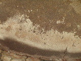 Phellinus tremulae image