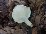 Hygrophorus sordidus image