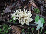 Sebacina sparassoidea image