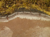 Phellinus tremulae image
