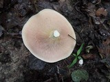 Lactarius controversus image