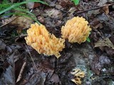 Ramaria formosa image