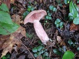 Lactarius subpurpureus image