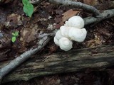 Gymnopus confluens image