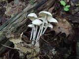 Gymnopus confluens image