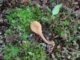 Microglossum fumosum image