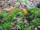 Microglossum fumosum image