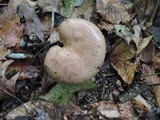 Lactarius argillaceifolius image