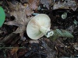 Lactarius argillaceifolius image