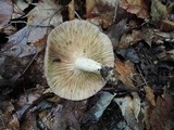 Lactarius argillaceifolius image