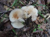 Lyophyllum fuligineum image