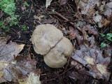 Lyophyllum fuligineum image