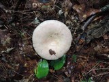 Lactarius chrysorrheus image