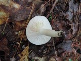 Lactarius chrysorrheus image