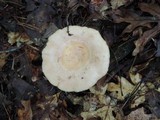 Lactarius chrysorrheus image