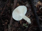 Lactarius chrysorrheus image