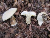 Tylopilus intermedius image