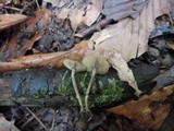Simocybe centunculus var. centunculus image