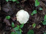 Entoloma luridum image