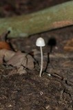 Panaeolus antillarum image