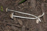 Panaeolus antillarum image