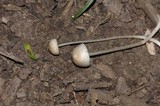Panaeolus antillarum image