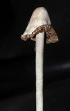 Panaeolus antillarum image