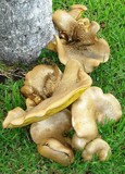 Boletinellus merulioides image