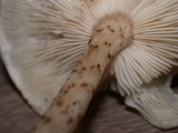 Melanoleuca verrucipes image