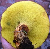 Boletinellus merulioides image