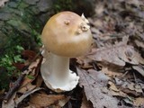 Amanita amerifulva image