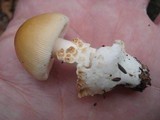 Amanita amerifulva image