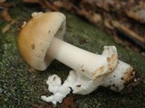 Amanita amerifulva image