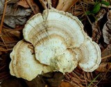 Trametes pubescens image