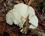 Trametes pubescens image