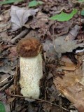 Leccinellum crocipodium image