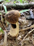 Leccinellum crocipodium image