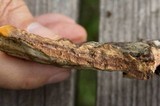 Perenniporia fraxinea image