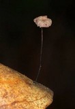Gymnopus quercophilus image