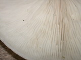 Melanoleuca verrucipes image