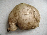 Bovista pila image