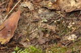 Tolypocladium ophioglossoides image