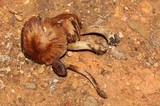 Cortinarius distans image