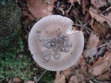 Amanita rhacopus image