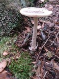 Amanita rhacopus image