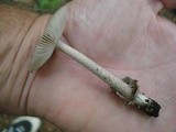 Amanita rhacopus image