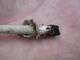 Amanita rhacopus image