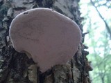 Fomes excavatus image