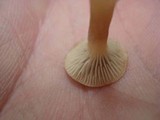 Lactarius griseus image