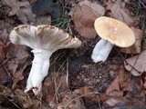 Russula ochroleucoides image